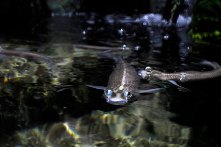 Largescale foureyes anableps anablepsfish portrait close upの写真素材