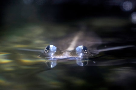 Largescale foureyes anableps anablepsfish portrait close upの写真素材