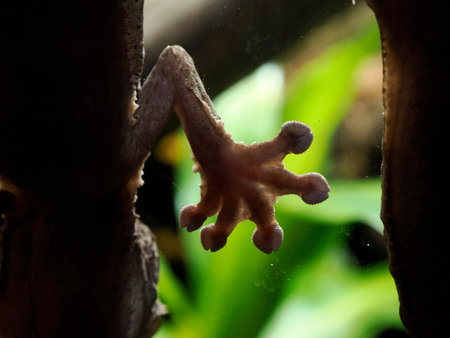 a Gecko paw detail close upの写真素材