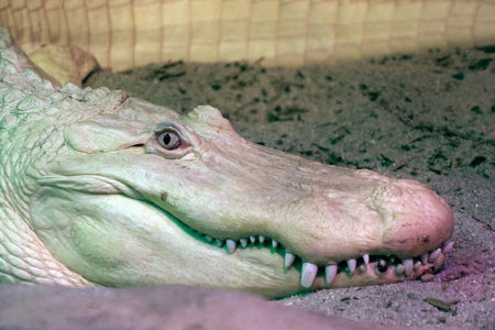 Albino white american alligator close up portraitの写真素材