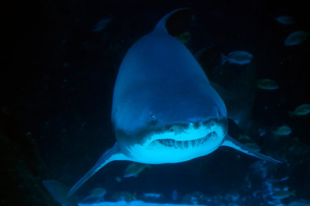 A Sand tiger shark underwater coming to youの写真素材