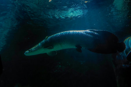 An Arapaima underwater Arapiama gigas fish portraitの写真素材