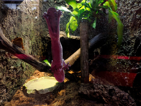 a Gecko paw detail close upの写真素材
