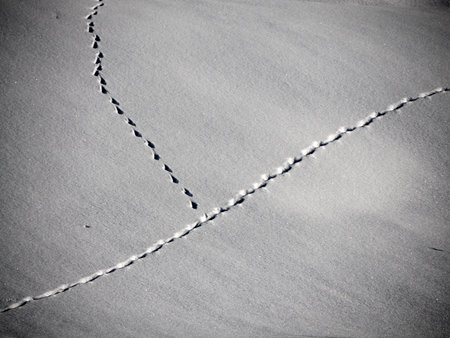 Wildlife animal tracks footprints on the snow on winterの写真素材