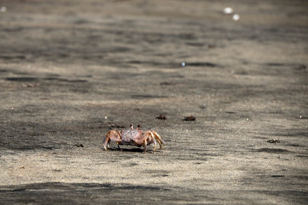 crab in bahia magdalena baja california sur landsacape in puerto chale bcsの写真素材