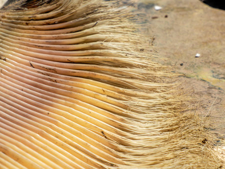 A gray whale baleen detail close upの写真素材
