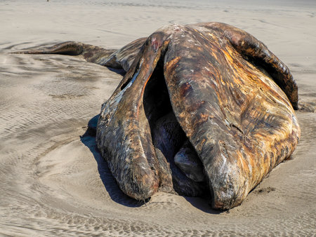 a gray whale on the shore of bahia magdalena baja california sur mexicoの写真素材