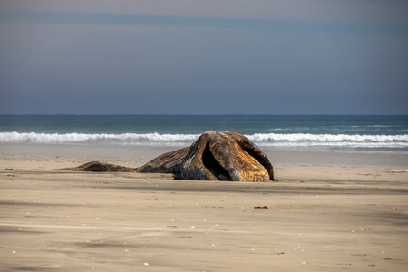 a gray whale on the shore of bahia magdalena baja california sur mexicoの写真素材