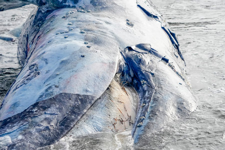 a gray whale on the shore of bahia magdalena baja california sur mexicoの写真素材