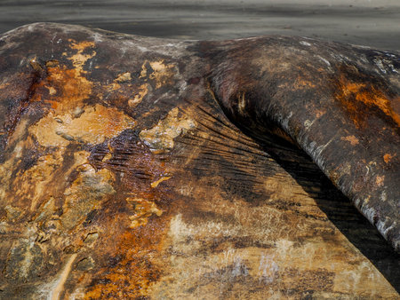 detail of Male gray whale on the shore of bahia magdalena baja california sur mexicoの写真素材