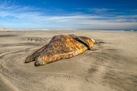 a gray whale on the shore of bahia magdalena baja california sur mexicoの写真素材