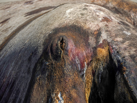 detail of the eye of a gray whale on the shore of bahia magdalena baja california sur mexicoの写真素材