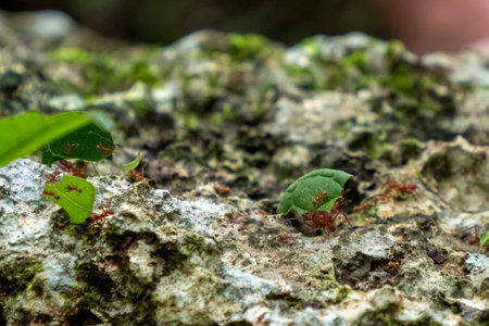 Close up of leaf cutter ants in yucatan rainforest mexicoの写真素材