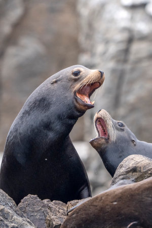 vertical photo of Sea Lion colony in Cortez Sea Isla Cerralvo baja california sur mexico relaxing on...