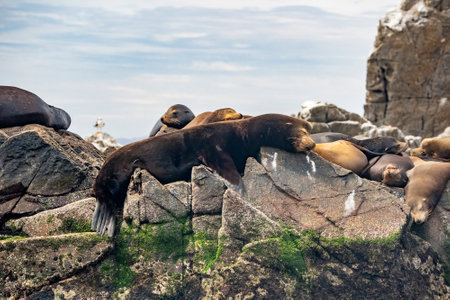 A Sea Lion colony in Cortez Sea Isla Cerralvo baja california sur mexico relaxing on the rocksの写真素材
