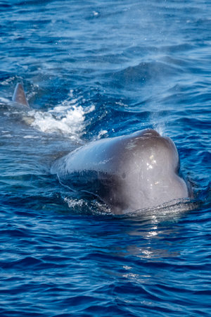 A Physeter macrocephalus spermwhale in Mediterranean seaの写真素材