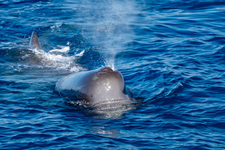 A sperm whale in Mediterranean seaの写真素材