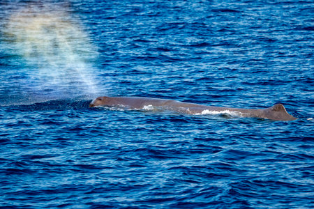 A Physeter macrocephalus spermwhale in Mediterranean seaの写真素材
