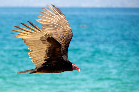 vulture beach turquoise waters of mexicoの写真素材