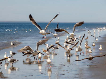seagulls flying to you on baja california pacific ocean beach mexicoの写真素材
