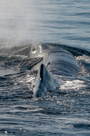 A Physeter macrocephalus spermwhale in Mediterranean seaの写真素材