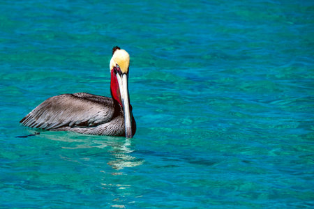 Pelican looking at you from turquoise lagoon of Coronado Island Loreto Cortez Sea baja california sur Mexicoの写真素材