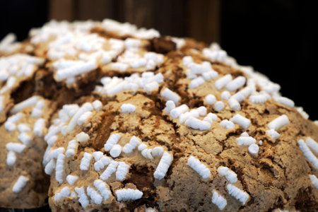 The Colomba traditional Italian Easter celebration sweet detailの写真素材