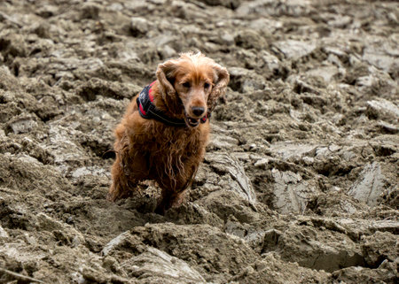 a brown cocker spaniel dog running to you in the countrysideの写真素材