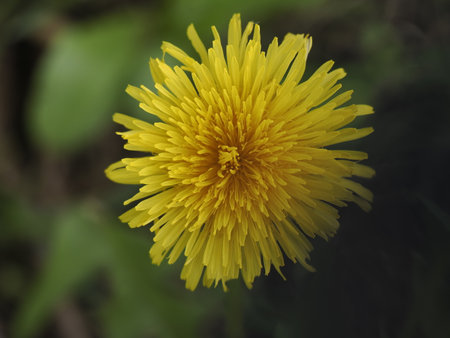 A yellow Dandelion flower close up detailの写真素材