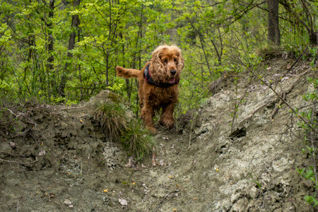 a brown cocker spaniel dog running to you in the countrysideの写真素材