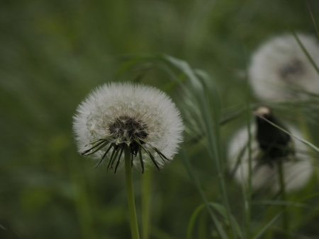 A Dandelion flower close up detailの写真素材