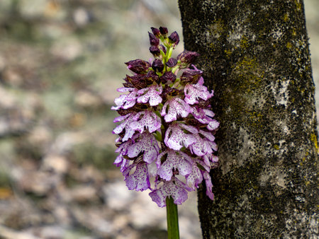An orchis purpurea wild orchid in italy piedmontの写真素材