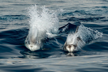 A Risso dolphin close up in Mediterranean sea, Genoa Italyの写真素材