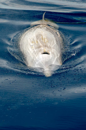 A cuvier beaked whale on sea surfaceの写真素材