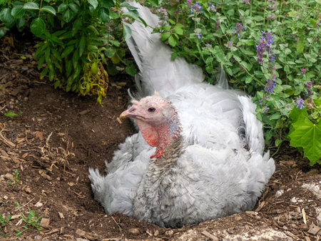 White turkey close up portraitの写真素材