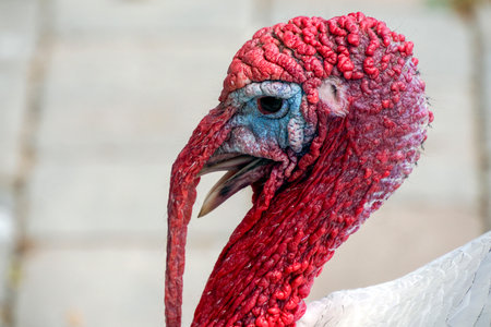 White turkey close up portraitの写真素材