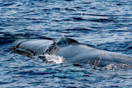 A fin whale in Mediterranean detail of blowholeの写真素材
