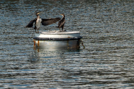 cormorants in Genoa old harbor on a buoyの写真素材