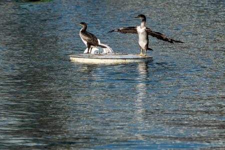 cormorants in Genoa old harbor on a buoyの写真素材
