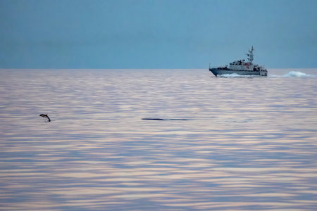 A striped dolphin jumping at sunsetの写真素材