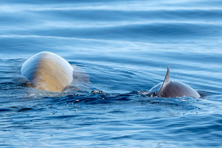 A mother and calf Cuvier's Beaked whale in Ligurian Sea, Italyの写真素材