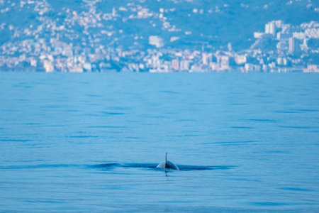 A Cuvier's Beaked whale in Ligurian Sea, Italyの写真素材