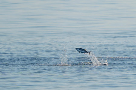 red tunas jumping outside the sea while huntingの写真素材