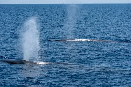 Fin whale in Liguria, Italy in front of the coast of Sestri Levanteの写真素材