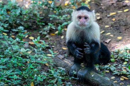 A capuchin monkey close up portrait looking at you