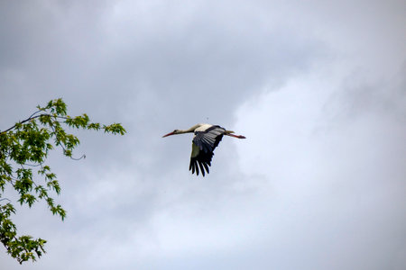 A Flying stork close up portraitの写真素材