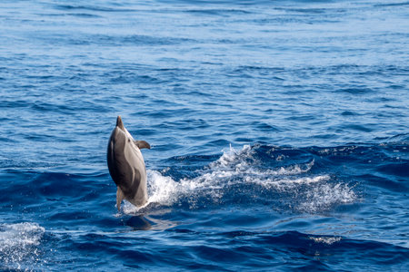 An happy striped dolphin jumping outside the seaの写真素材
