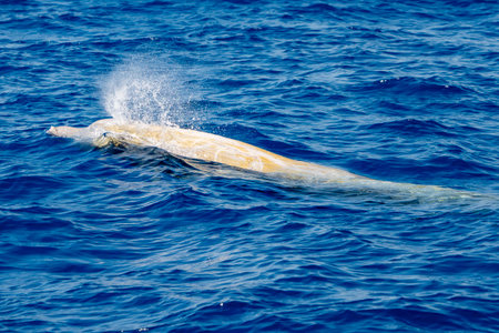 Adult male Cuvier's beaked whale Ziphius Cavirostris breathing on sea surfaceの写真素材