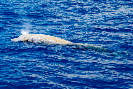 Adult male Cuvier's beaked whale Ziphius Cavirostris breathing on sea surfaceの写真素材