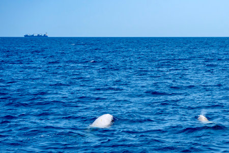 two Cuvier's beaked whales Ziphius Cavirostris breathing on sea surface, on the horizon a cargo ship containerの写真素材